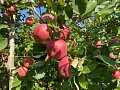 Яблони